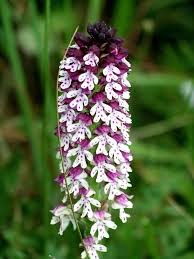 orchis ustaulata